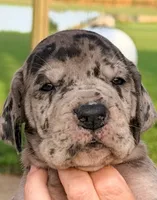 Violet - Black Merle, a female Great Dane for sale in Albion, IL – 1 of 1