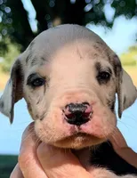 Walter - Blue Harlequin, a male Great Dane for sale in Albion, IL – 1 of 2