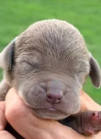 Oscar - Lilac, a female Great Dane for sale in Albion, IL – 1 of 2