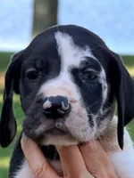 Kathy - Black Harlequin, a female Great Dane for sale in Albion, IL – 2 of 7