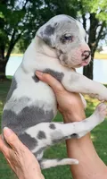 Sally - Blue Harlequin, a female Great Dane for sale in Albion, IL – 2 of 4