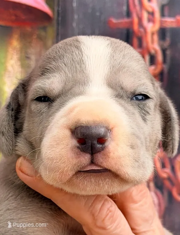 Levi - Blue Mantle Merle – Great Dane puppy for sale in Albion, IL