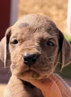 William - Chocolate Merle, a male Great Dane for sale in Albion, IL – 3 of 3