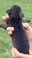 Owen - Black, a female Great Dane for sale in Albion, IL – 2 of 2
