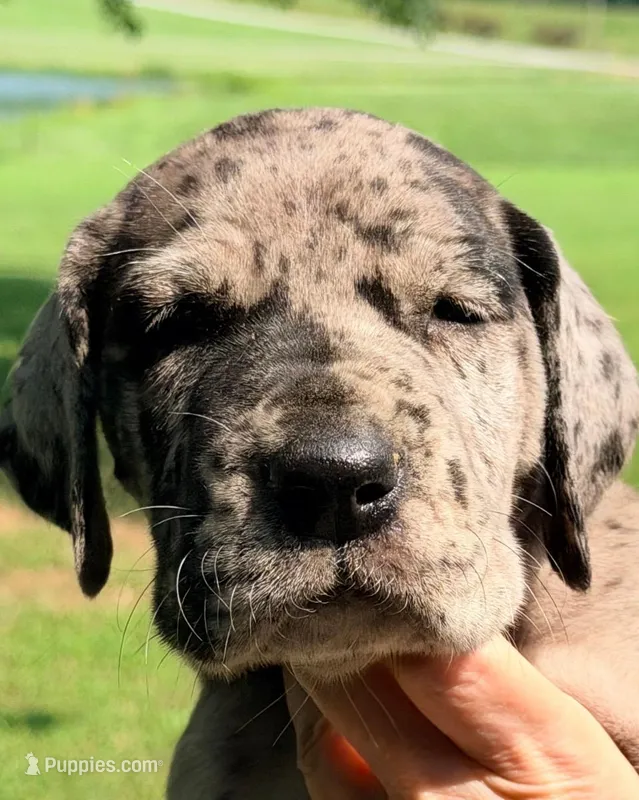 Nancy - Black Merle – Great Dane puppy for sale in Albion, IL