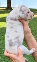 Millie - Lilac Merle, a female Great Dane for sale in Albion, IL – 2 of 4
