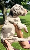 Nellie - Blue Harlequin, a female Great Dane for sale in Albion, IL – 4 of 4