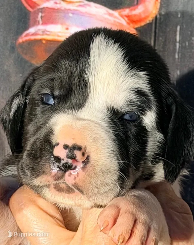 Kathy - Black Harlequin – Great Dane puppy for sale in Albion, IL