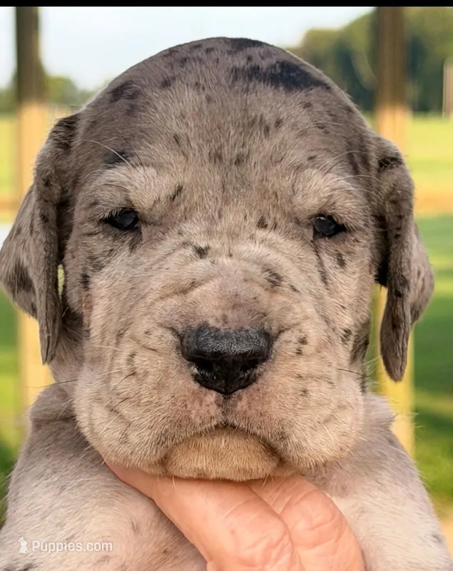 Victor - Black Merle – Great Dane puppy for sale in Albion, IL