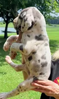 Noel - Blue Harlequin, a female Great Dane for sale in Albion, IL – 3 of 4