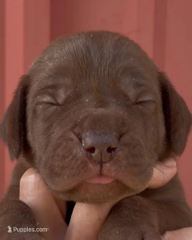 Katie - Chocolate – Great Dane puppy for sale in Albion, IL