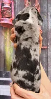 Lena - Black Mantle Merle, a female Great Dane for sale in Albion, IL – 3 of 4
