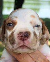 Troy - Fawn Harlequin, a male Great Dane for sale in Albion, IL – 4 of 5