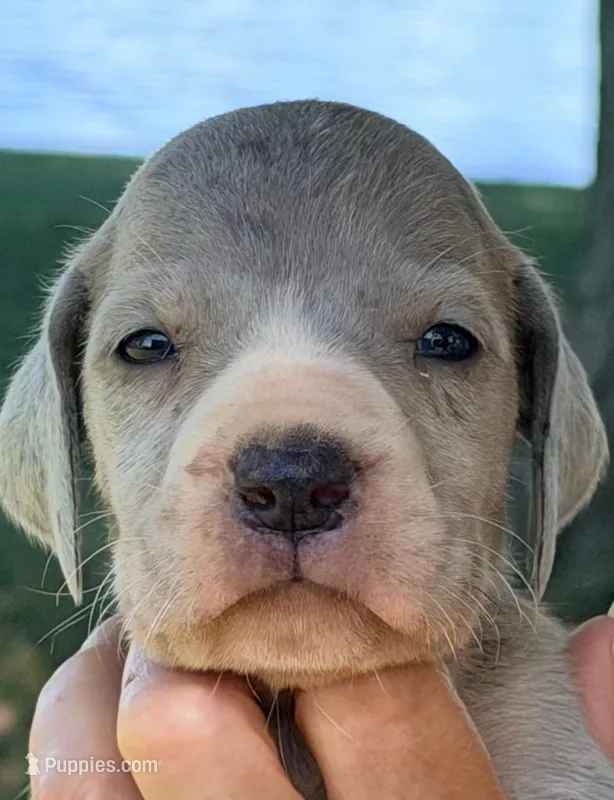 Whitney - Blue Mantle Merle – Great Dane puppy for sale in Albion, IL