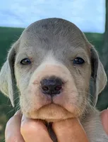 Whitney - Blue Mantle Merle, a female Great Dane for sale in Albion, IL – 1 of 2