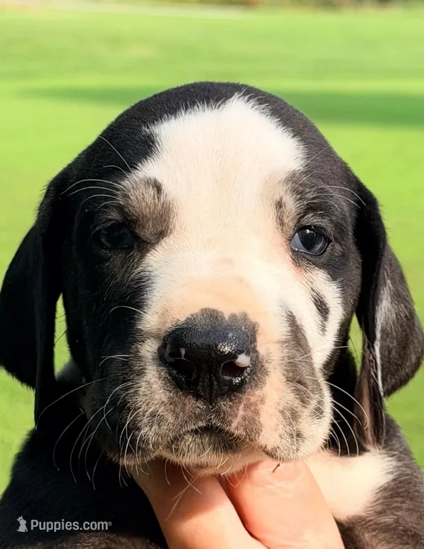 Parker - Black Harlequin – Great Dane puppy for sale in Albion, IL