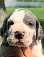 Niko - Blue Harlequin, a female Great Dane for sale in Albion, IL – 1 of 3