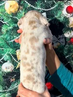 processed/8ec2e708-4c63-4486-b97a-c8ed9fbace88/listing/86024876-6582-412e-96a6-982cfbc37987/60f6fe99-d0d4-4fb2-a083-6e87f885cf67