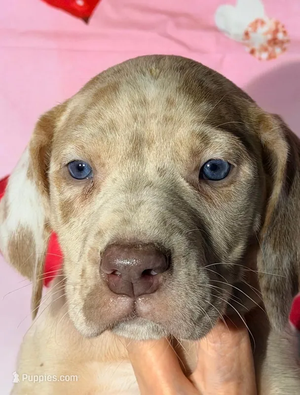 Carmen - Lilac Merle