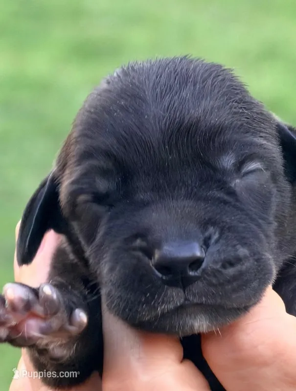 Owen - Black – Great Dane puppy for sale in Albion, IL