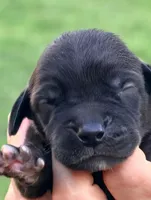 Owen - Black, a female Great Dane for sale in Albion, IL – 1 of 2