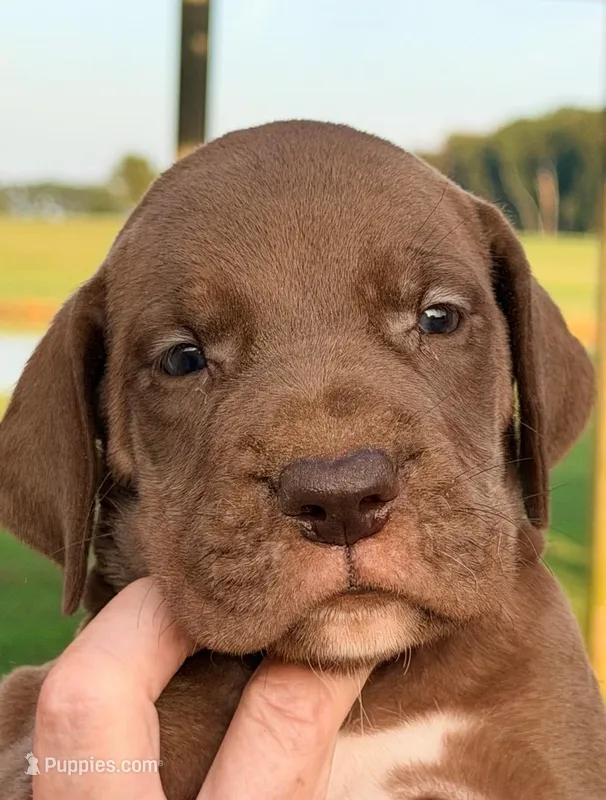 Tyler - Chocolate – Great Dane puppy for sale in Albion, IL