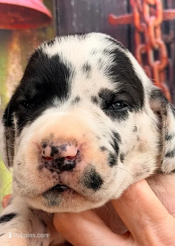 Luke - Black Harlequin – Great Dane puppy for sale in Albion, IL