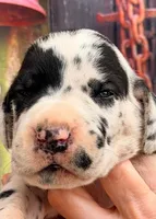 Luke - Black Harlequin, a male Great Dane for sale in Albion, IL – 1 of 4