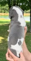 Shane - Blue Harlequin, a male Great Dane for sale in Albion, IL – 4 of 4