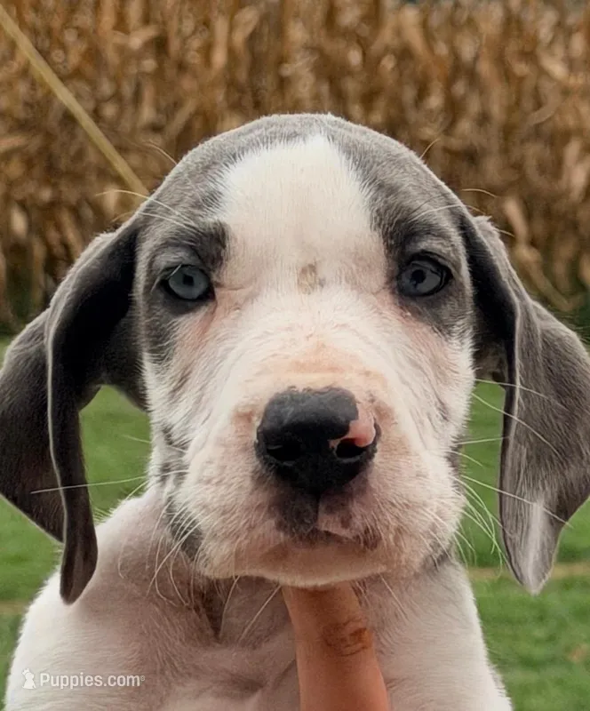 Shane - Blue Harlequin – Great Dane puppy for sale in Albion, IL