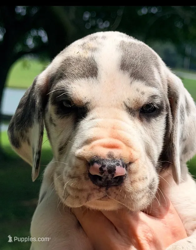 Noel - Blue Harlequin – Great Dane puppy for sale in Albion, IL