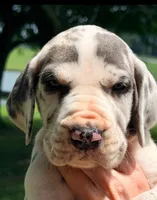 Noel - Blue Harlequin, a female Great Dane for sale in Albion, IL – 1 of 4