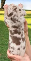 Perry - Chocolate Merle, a male Great Dane for sale in Albion, IL – 2 of 2