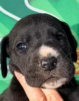 Joshua - Black, a male Great Dane for sale in Albion, IL – Photo 1 of 2