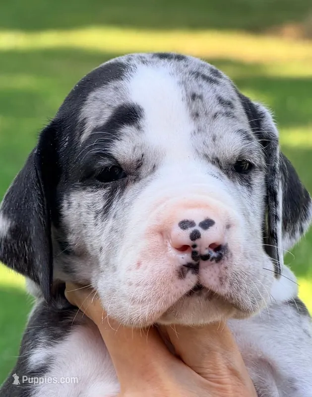 Lena - Black Mantle Merle – Great Dane puppy for sale in Albion, IL