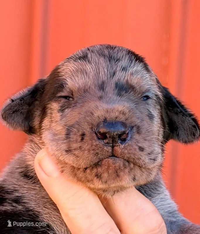 Felix - Black Merle – Great Dane puppy for sale in Albion, IL