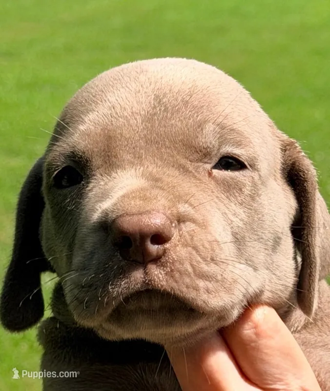 Oscar - Lilac – Great Dane puppy for sale in Albion, IL