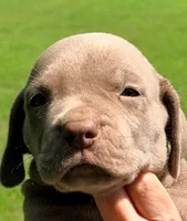 Oscar - Lilac, a female Great Dane for sale in Albion, IL – 2 of 4