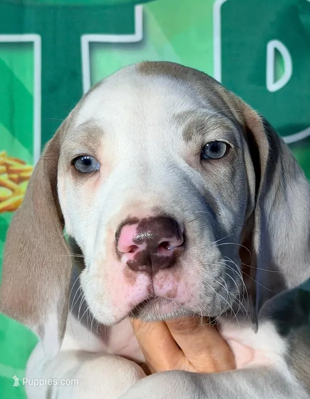 Grant - Lilac Harlequin – Great Dane puppy for sale in Albion, IL
