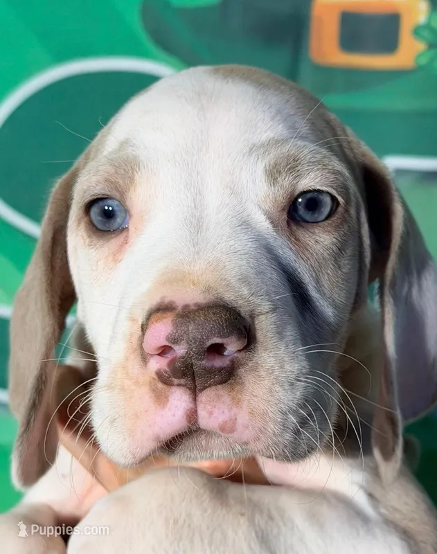 Grant - Lilac Harlequin