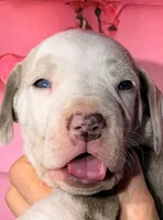 Grant - Lilac Harlequin, a male Great Dane for sale in Albion, IL – Photo 1 of 2