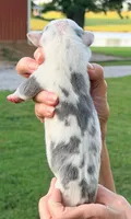 Quinn - Blue Harlequin, a male Great Dane for sale in Albion, IL – 2 of 2