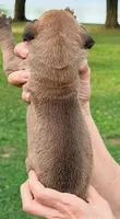 Penny - Dark Fawn, a female Great Dane for sale in Albion, IL – 2 of 2