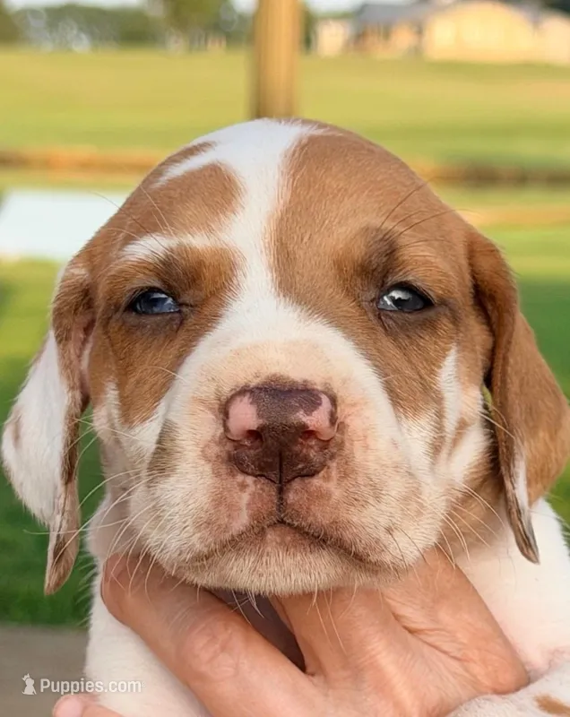 Ted - Fawn Harlequin – Great Dane puppy for sale in Albion, IL