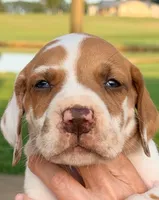 Ted - Fawn Harlequin, a male Great Dane for sale in Albion, IL – 1 of 5