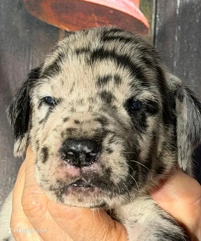 Kevin - Black Merle – Great Dane puppy for sale in Albion, IL