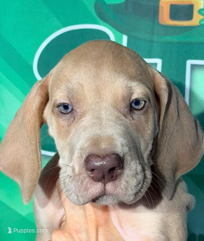 Gena - Lilac – Great Dane puppy for sale in Albion, IL