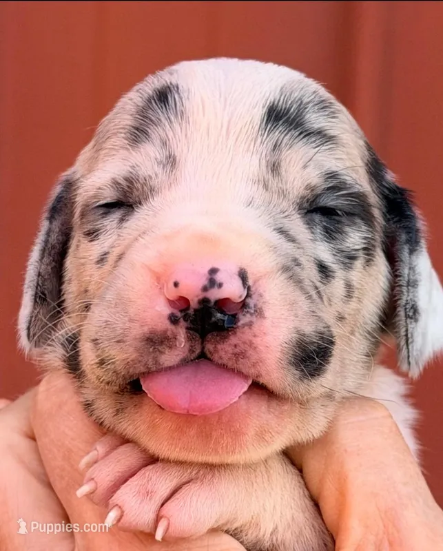 Fiona - Black Mantle Merle – Great Dane puppy for sale in Albion, IL