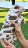 Marcus - Chocolate Harlequin, a male Great Dane for sale in Albion, IL – 2 of 4