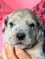 Fabian - Fawn Merle, a male Great Dane for sale in Albion, IL – Photo 1 of 2